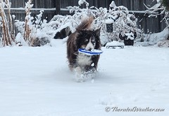 February 10, 2024 - Scout the Thornton Weather dog plays in the snow. (ThorntonWeather.com)
