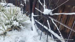 February 3, 2024 - Backyard snow in Thornton. (ThorntonWeather.com)