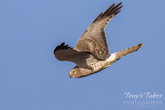 February 25, 2024 - Northern harrier flyby. (Tony's Takes)