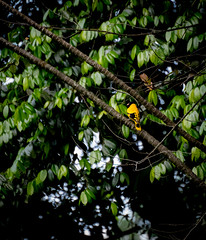 Sheila Spotted this birdie at the royal botanical gardens in Kandy