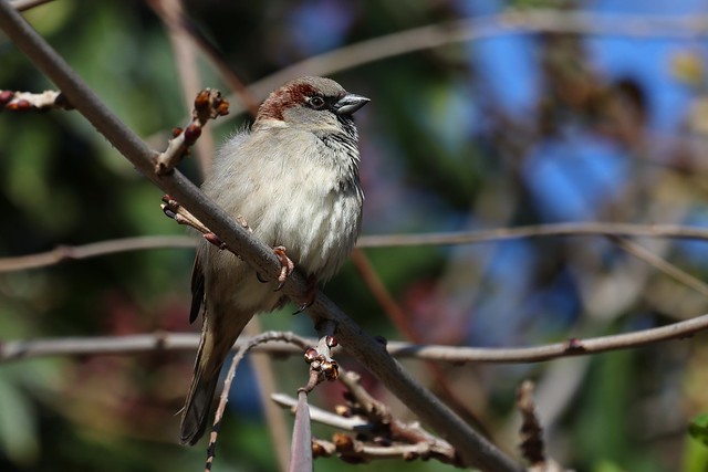 Moineau domestique - Passer domesticus - House sparrow