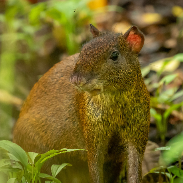 New species #31: The Agouti