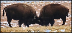 February 6, 2024 - Bison bulls sparring. (Bill Hutchinson)