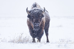 February 10, 2024 - Bison bull in the snow. (Tony's Takes)