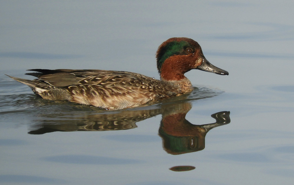 Green-Winged Teal