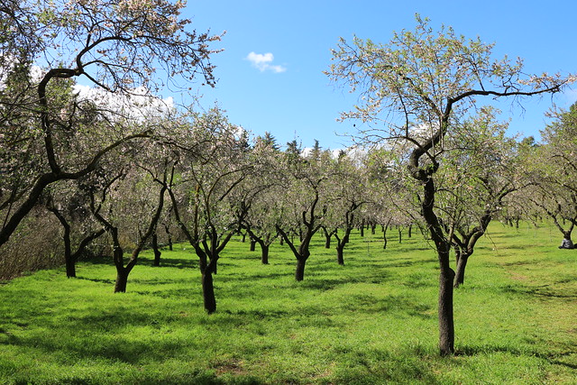 🇪🇸  Cherries in the Quinta de los Molinos