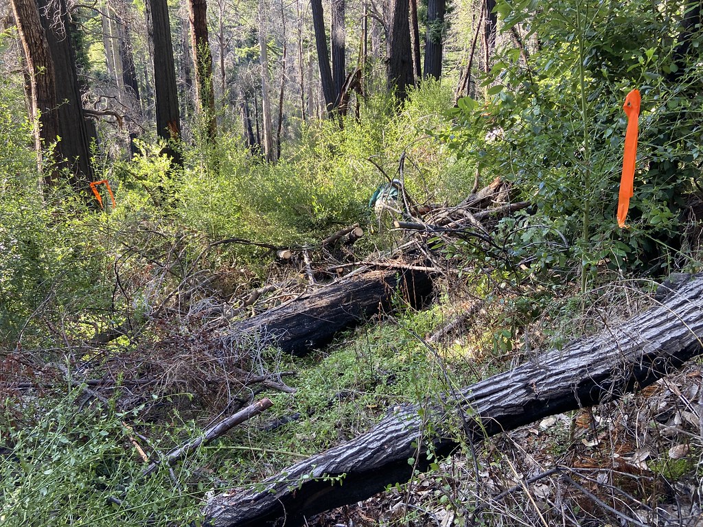 Tanbark Loop Trail