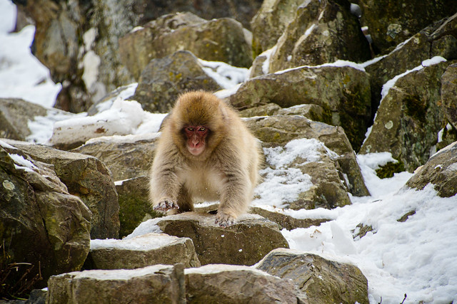monkey climbing towards me