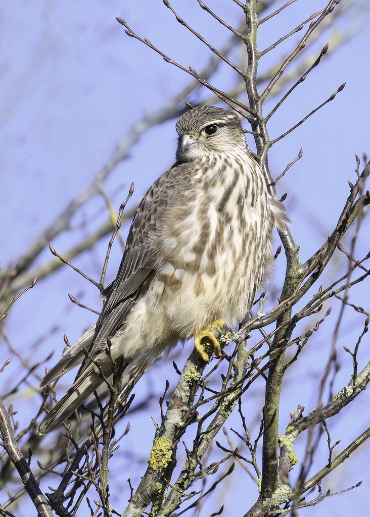 Merlin -Falco columbarius