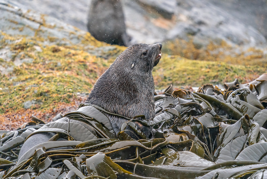 Fur Seal Tangled in the Seaweed(South_Georgia 2023)