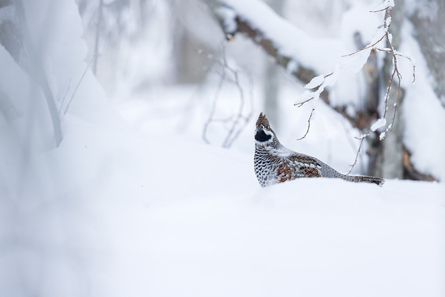 Tetrastes bonasia | Hazel Grouse | järpe