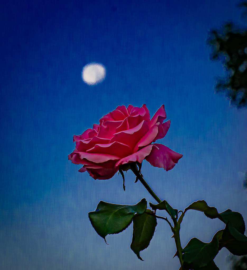 Evening Rose.