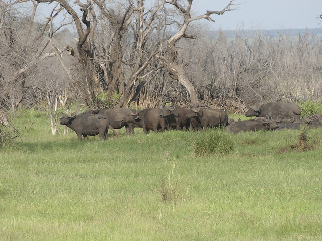 Afrikanische Büffel, Lake Manyara