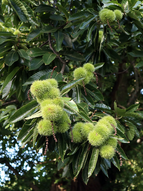 Sweet Chestnuts in Christchurch Park, Ipswich, 5th September 2023 (1)