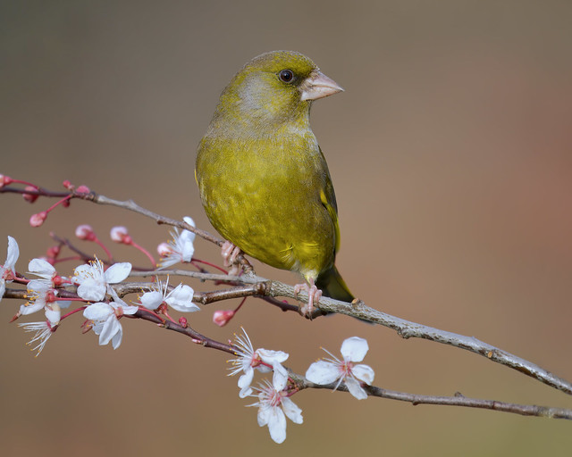 Greenfinch on the First Blossom