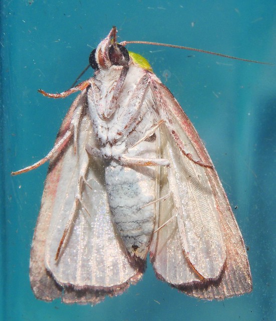 White naped Green Bombax Moth Paracrama latimargo Chloephorinae Nolidae Mandalay rainforest Airlie Beach P1011025