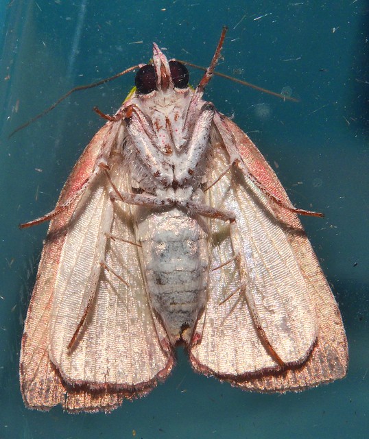 White naped Green Bombax Moth Paracrama latimargo Chloephorinae Nolidae Mandalay rainforest Airlie Beach P1011024