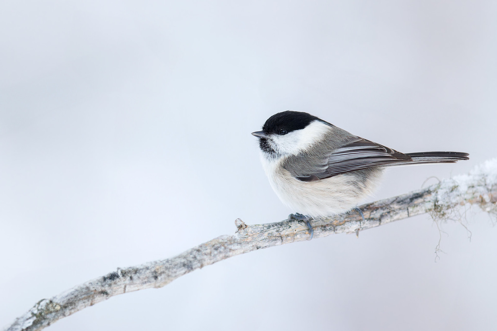 Poecile montanus | Willow Tit | talltita
