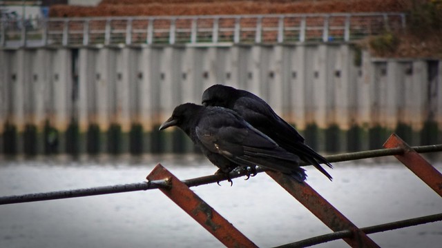 Conspiratorial Crows