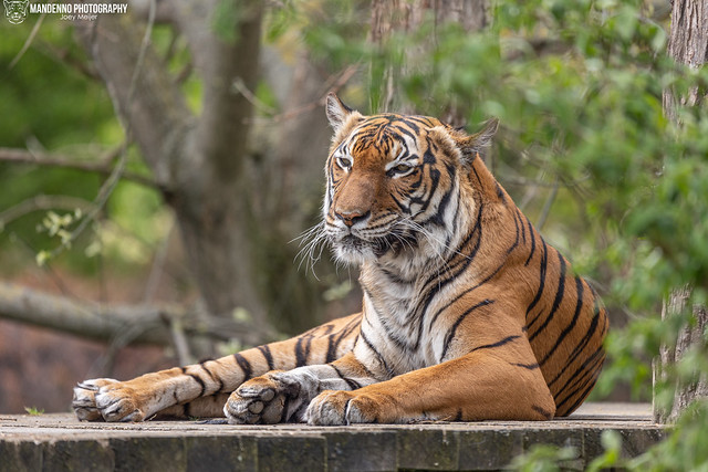 Malayan Tiger - Zoo Prague