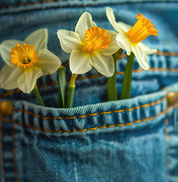 Pickin' Daffs With My Blue Jeans On . . .