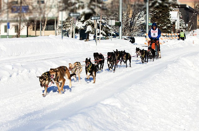 2024 Rondy Open World Championship Sled Dog Races, Anchorage, AK-5596
