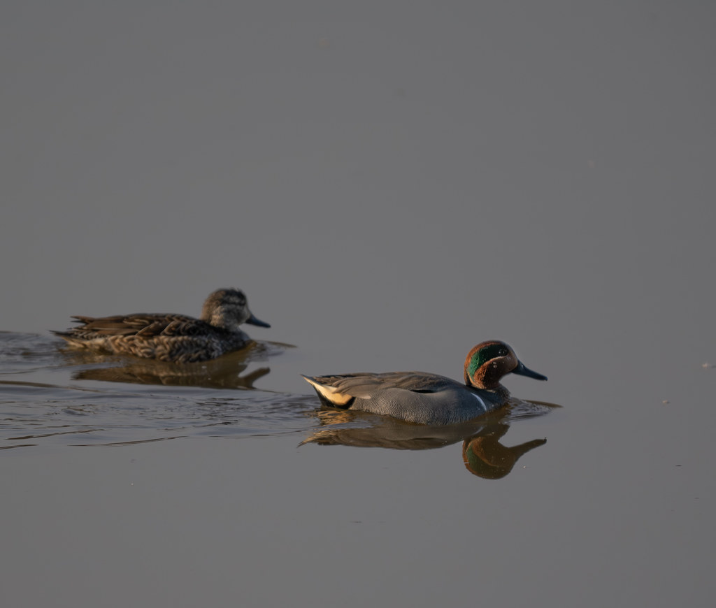 Green Winged Teal Ducks at Huntley Meadows