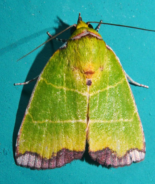 White naped Green Bombax Moth Paracrama latimargo Chloephorinae Nolidae Mandalay rainforest Airlie Beach P1011028