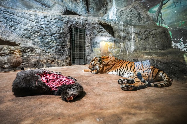 Tygr za sklem v české Zoo / Tiger behind glass in the Czech zoo