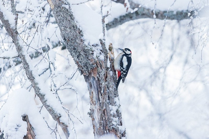 Dendrocopos major | Great Spotted Woodpecker | större hackspett