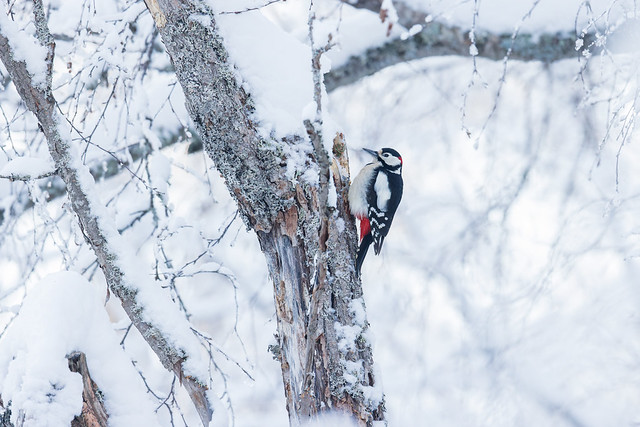 Dendrocopos major | Great Spotted Woodpecker | större hackspett