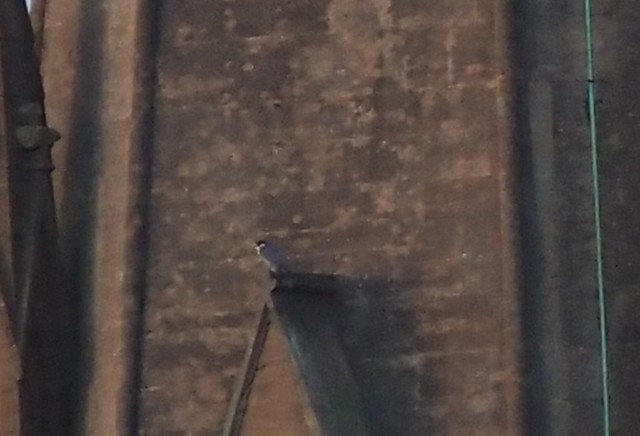 Spot the peregrine .. very heavy crop Dinham Mount Church, Exeter 26th February 2024