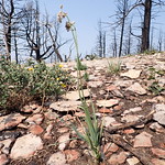 Allium cernuum - nodding onion Nodding onion growing during the summer of  2021 following a September 2020 burn at the south end of the Bridger Range, Gallatin County, Montana. Nodding onion is a native perennial bulb-producing forb and the bulb likely facilitates the regeneration of aboveground plant following a fire. Heterotheca villosa is the yellow flowered Asteraceae in the left background.