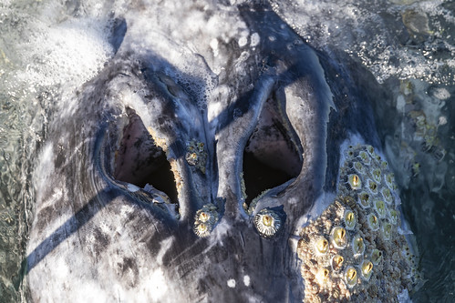 Gray Whale - Eschrichtius Robustus | by Joel Greenblatt | Clockwork Bikes