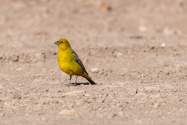 Greater Yellow-Finch (Chirihue dorado)