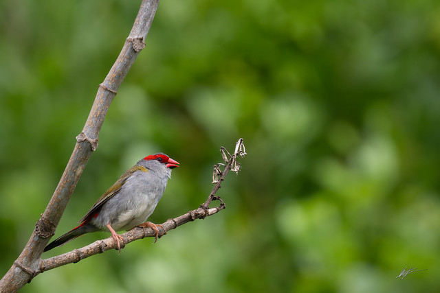 Red-Browed Finch 2