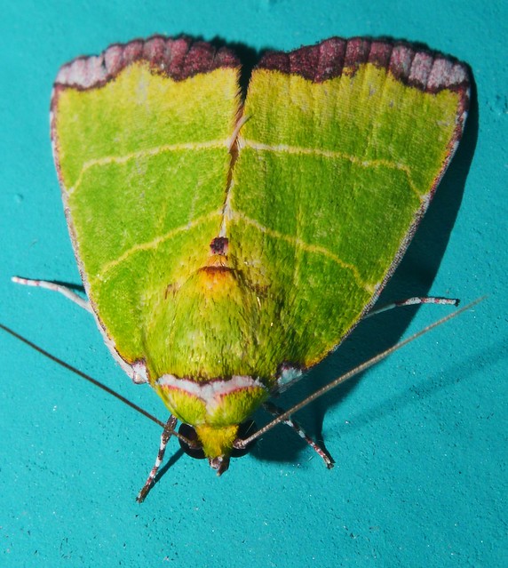 White naped Green Bombax Moth Paracrama latimargo Chloephorinae Nolidae Mandalay rainforest Airlie Beach P1011029