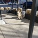 Pretty pup outside of Starbucks!