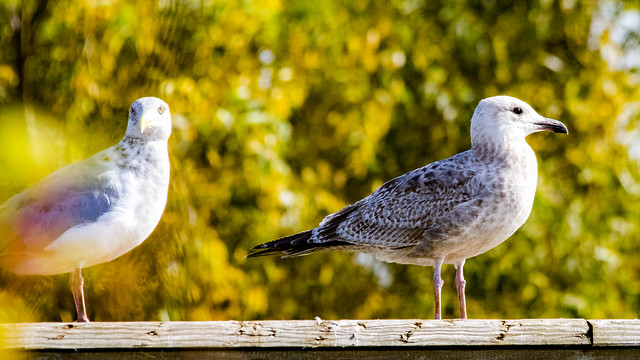 Immature gulls resting on a railing