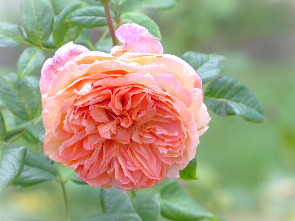 P1110819 - Whangarei Rose Garden.
