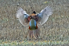 The Emperor's New Clothes - Male Ringneck Pheasant Displaying Rainbow Array of Feathers  (由  ThatsRi