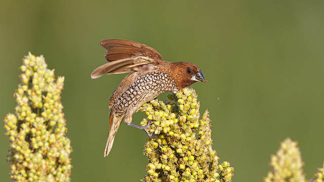 A Scaly Breasted Munia trying for a foothold on a millet cob!