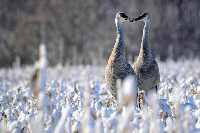 Sandhill Kiss