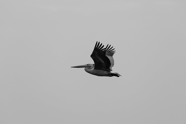 Pelican | Vedanthangal