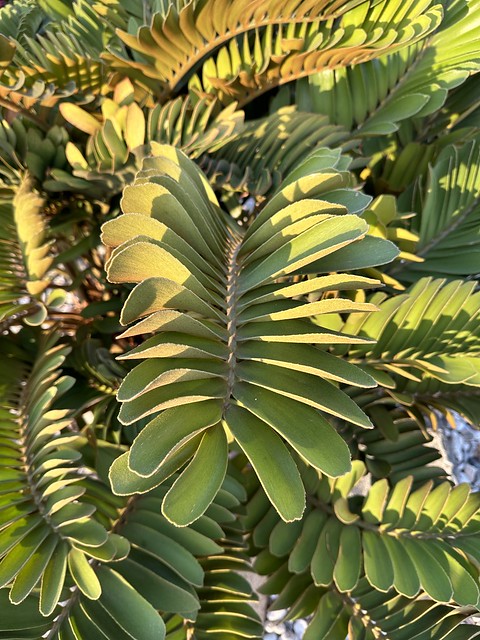 interesting leaves