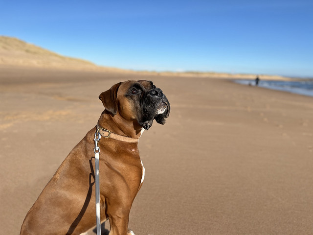 Here he is, distracted by a helicopter overhead. At Newburgh Beach with boxer dog in 1 hand and iPhone in the other. Aberdeenshire, Scotland.