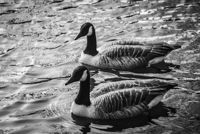 Two Geese - 13/100x