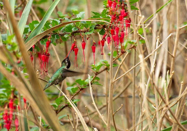 Anna's Hummingbird (Calypte anna) and Fuchsiaflower Gooseberry (Ribes speciosum)