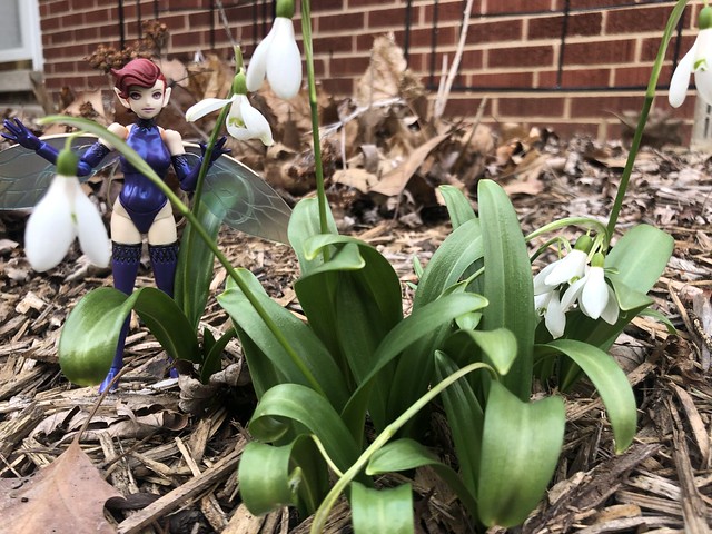 Pixie Visits the Snowdrops