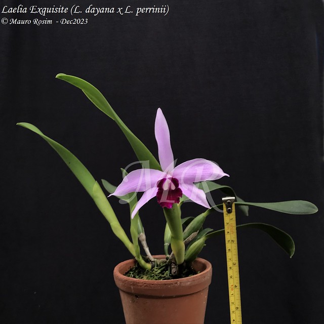 Laelia Exquisite L. dayana x L. perrinii)